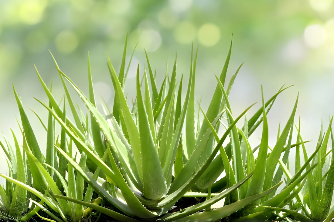 A vibrant, healthy aloe vera plant with numerous spiky green leaves is shown against a softly blurred background of bright green and yellow bokeh, suggesting natural sunlight.