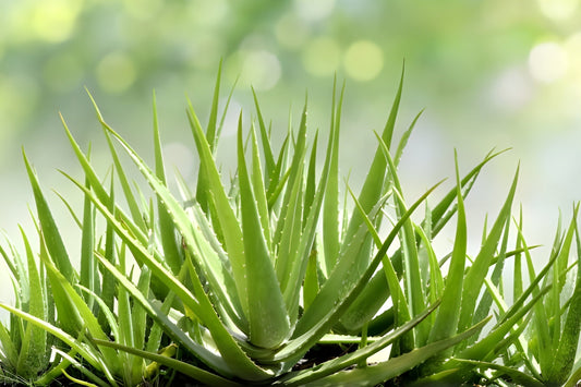 A vibrant, healthy aloe vera plant with numerous spiky green leaves is shown against a softly blurred background of bright green and yellow bokeh, suggesting natural sunlight.