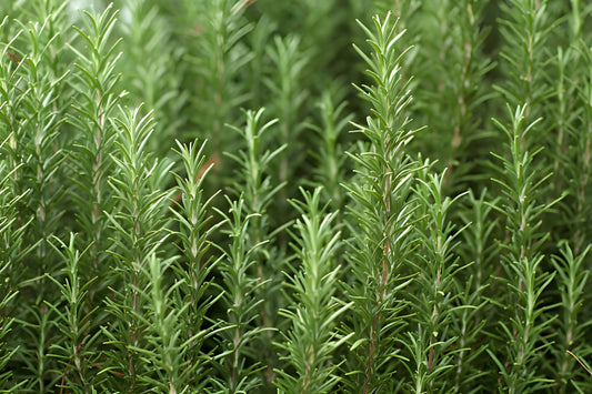 Rosemary Oil: The Ancient Secret for Luscious Hair, Sharp Focus, and Radiant Skin